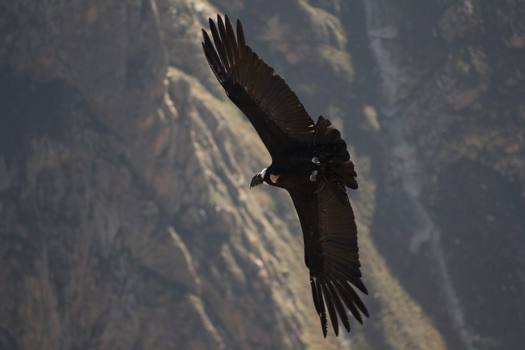 Condor des Andes au-dessus du canyon de Colca