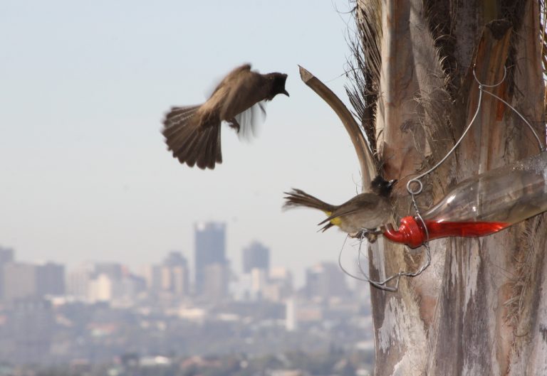 La skyline de Johannesburg