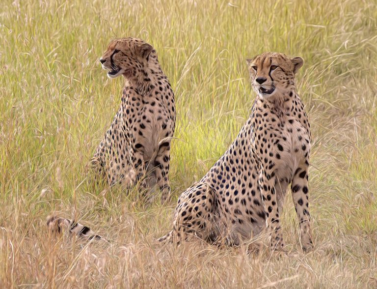 Kenya — savane du Masai Mara