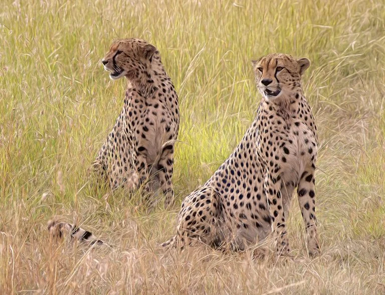 Kenya — savane du Masai Mara