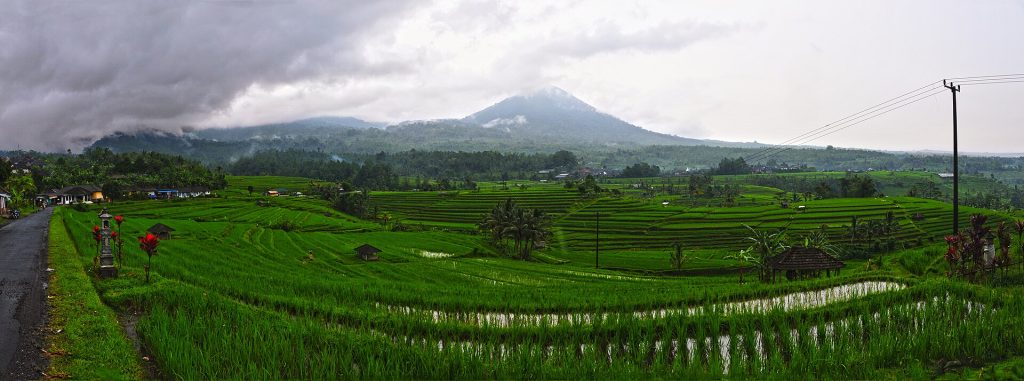 Les rizières en terrasses de Jatiluwih à Bali