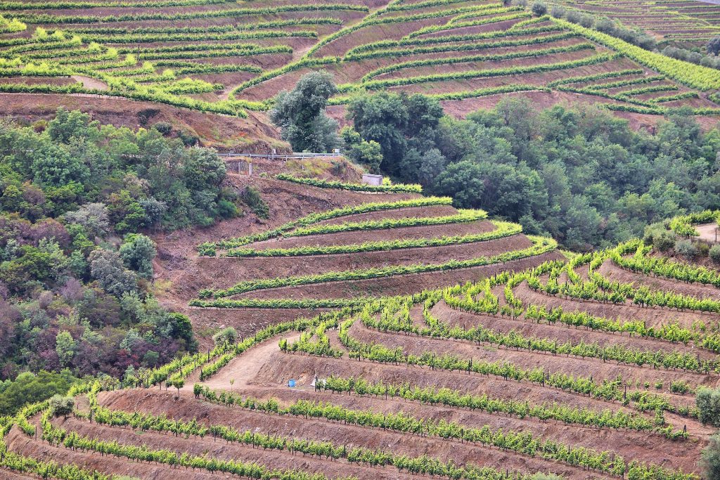 Les terrasses viticoles de la vallée du Douro