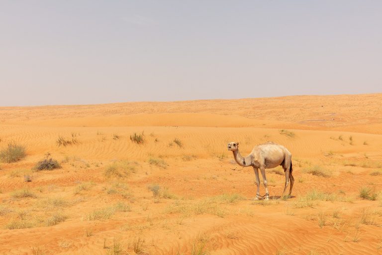 Oman — désert de Wahiba