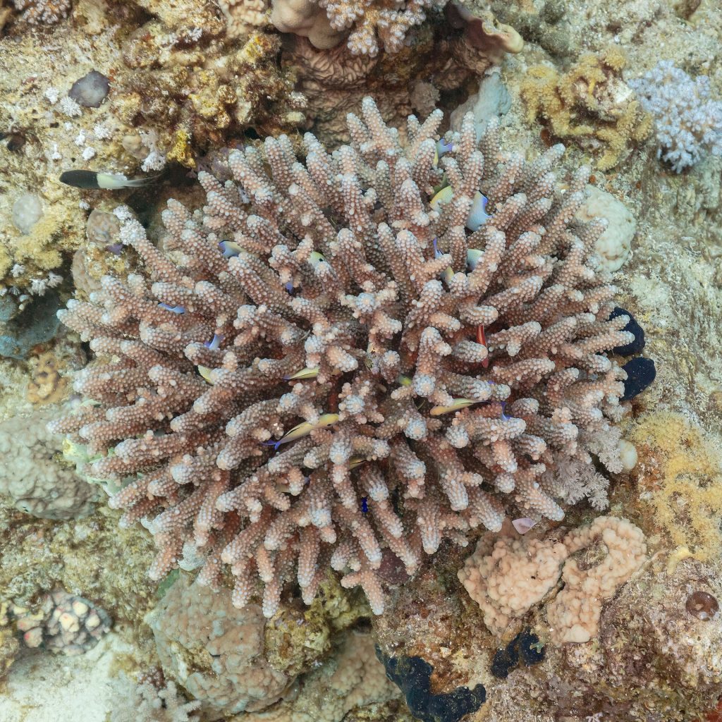 Récif corallien de la mer Rouge