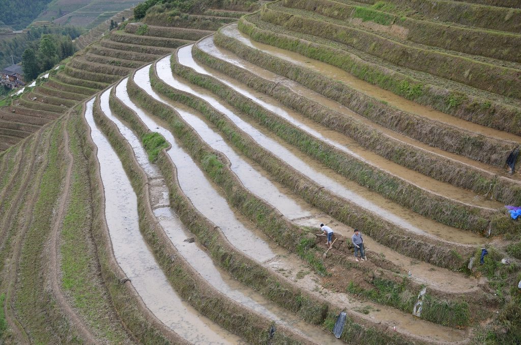 Rizières en terrasses de la région de Sapa